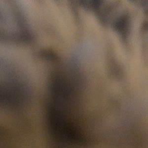 Meet your Posher, Lai